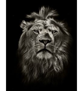 graphic black and white lion portrait on black - ID # 120894148