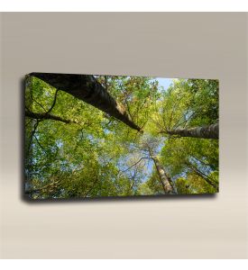 AcousticART Curated Nature Collection #N3L3 Garden at Angkhang mountain - Size: 36" W x 24" H x 2" - Landscape