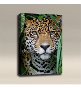 AcousticART Curated Nature Collection #N3P2 Cheetah in the Wild - Size: 36" L x 24" W x 2" - Portrait