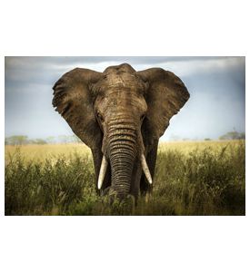 Majestic Elephant frontal View in a meadow in Africa - ID # 133689230