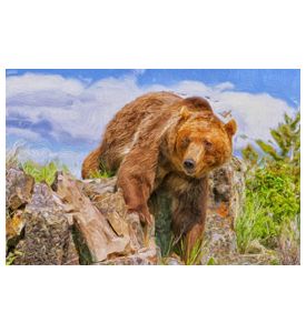 Large male grizzly bear crossing Montana ridge - ID # 169245218