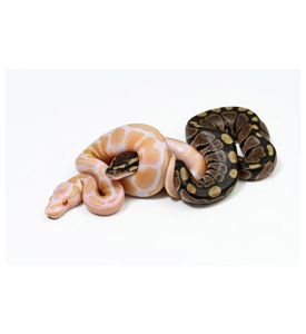 butter ball python and Albino Ball Python on white bg - ID # 192512552