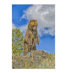 Grizzly bear rearing on Montana ridge - ID # 214552093