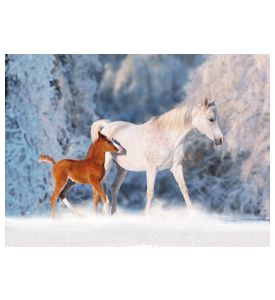 Arabian horse mare and her young colt running through snow - ID # 246300046