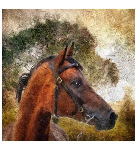 Arabian horse portrait Simulation of old painting style - ID # 87265438