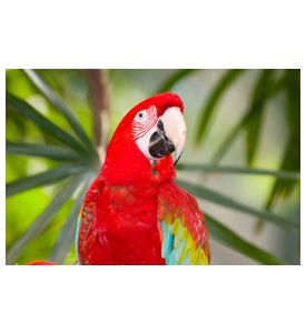 Parrot In The Park - ID # 10133844