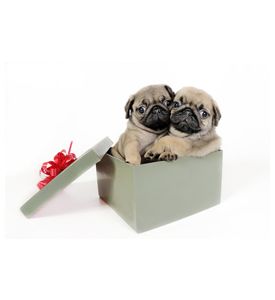 Two Pug Puppies In A Gift Box  - ID # 11429469