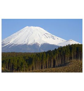 Logging Of A Cedar Forest Near Mt - Fuji - Japan - ID # 11620562