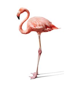 Pink Flamingo On White - ID # 1248670