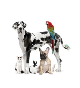 Group Of Pets - Dog - Cat - Bird - Reptile - Rabbit  - ID # 12988618