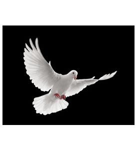 Flying White Dove Isolated On Black Background - ID # 13157983