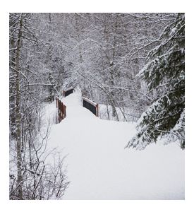 Snow On A Bridge In The Forest - ID # 13951487