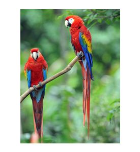 Pair Of Scarlet Macaws - Costa Rica - ID # 15046106