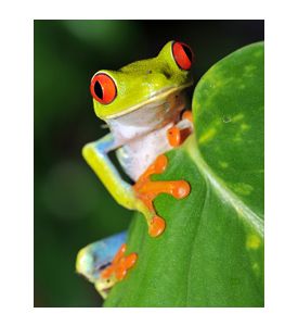 Red Eyed Green Tree Frog Looking - Costa Rica - ID # 15616329