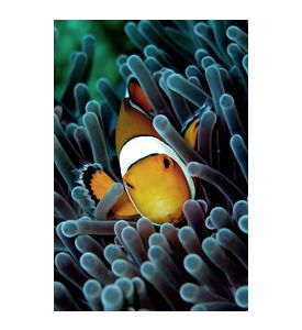 Clown Fish - ID # 1628073