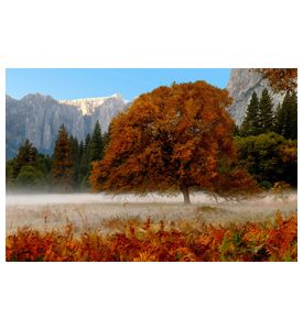 Beautiful Tree With Fall Color In Yosemite Valley - ID # 1711674