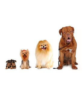 Group Of Dogs - Yorkshire Terrier -Spitz -Bordoss Dog - ID # 17992409