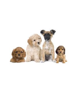 Group Of Dog - ID # 18371386