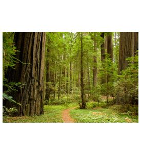 Path Through The Redwood Forest  - ID # 18726763