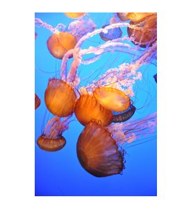 Orange Jellyfish - ID # 18826445