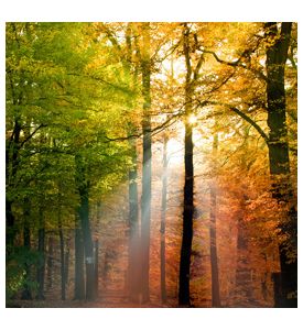 Piercing Light Through A Mid Autumn Forest Canopy - ID # 19461569