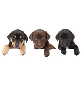 3 Puppies Showing Their Paws - ID # 19938741