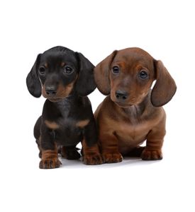 Pair Of Smooth - Haired Dachshunds - ID # 20868148