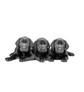 Three Black Labrador Puppies - ID # 21363111