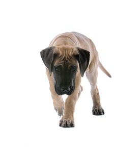 Great Dane Puppy Dog White Background - ID # 21498925