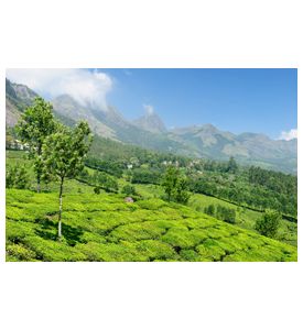 India - Tea Plantation - ID # 21701262