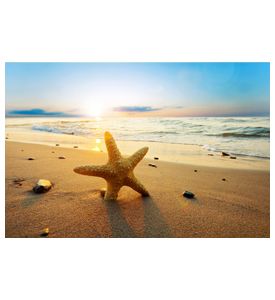 Starfish On The Beach - ID # 21858060