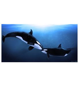 Orcas Tenderness - ID # 25907591