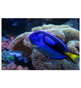 Exotic Aquarium Fish - ID # 32889875