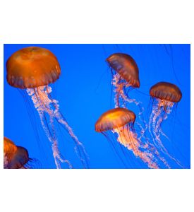 Pacific Ocean Jelly Fish - ID # 34704128