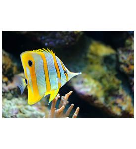 Photo Of A Tropical Fish On A Coral Reef - ID # 38426713