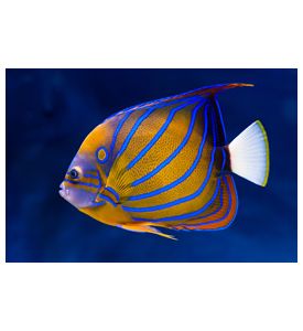 Bluering Angelfish - ID # 40164678