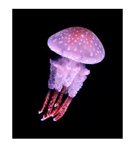 Jellyfish On Black Background - ID # 41511623