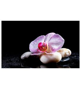 Orchid Flower With Zen Stones On Black Background - ID # 60447519