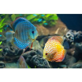 Discus - Exotic Aquarium Fish Close Up - ID # 61075298