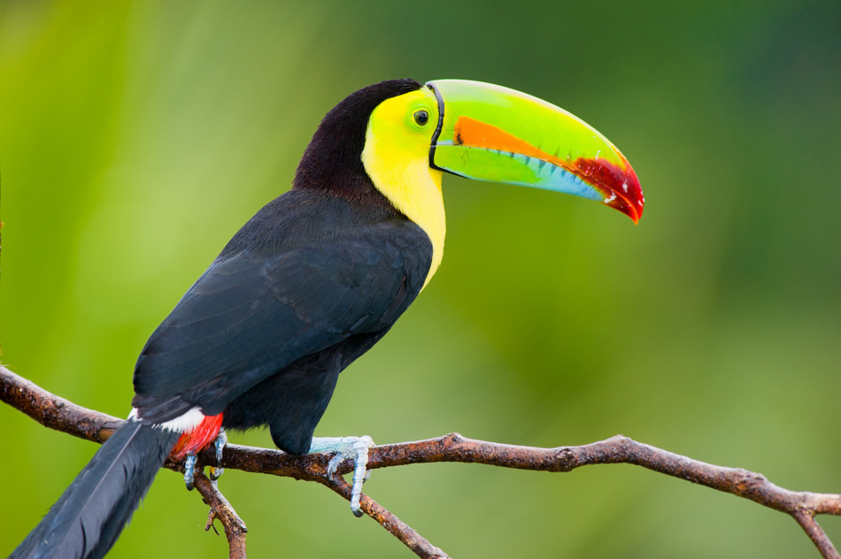 Keel Billed Toucan, PDF, Birds